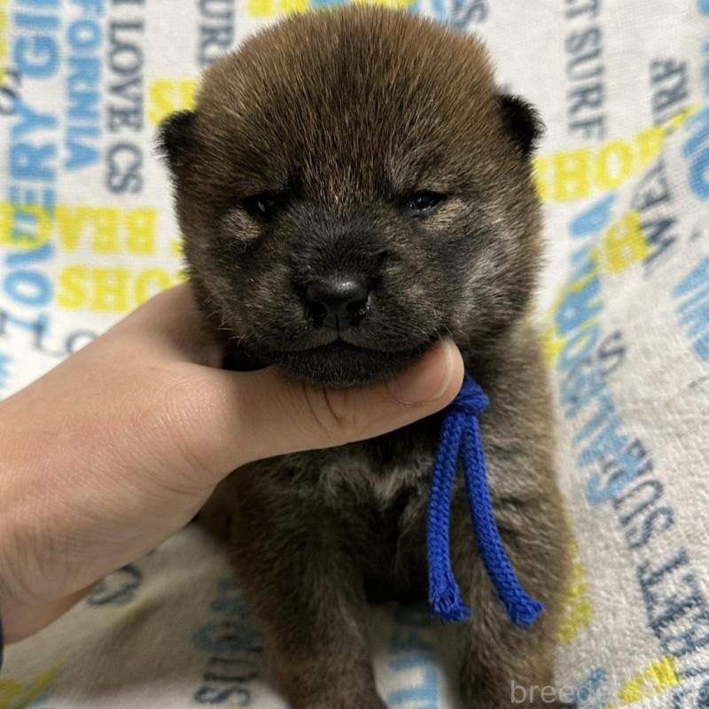 販売中の岡山県の柴犬-452897の5枚目