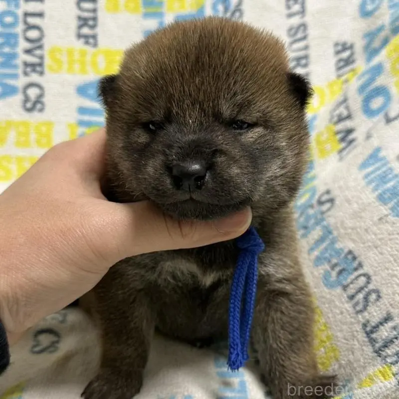 販売中の岡山県の柴犬-452897の4枚目