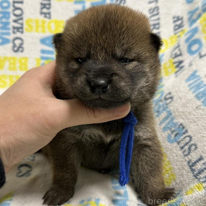 販売中の岡山県の柴犬-452897の3枚目