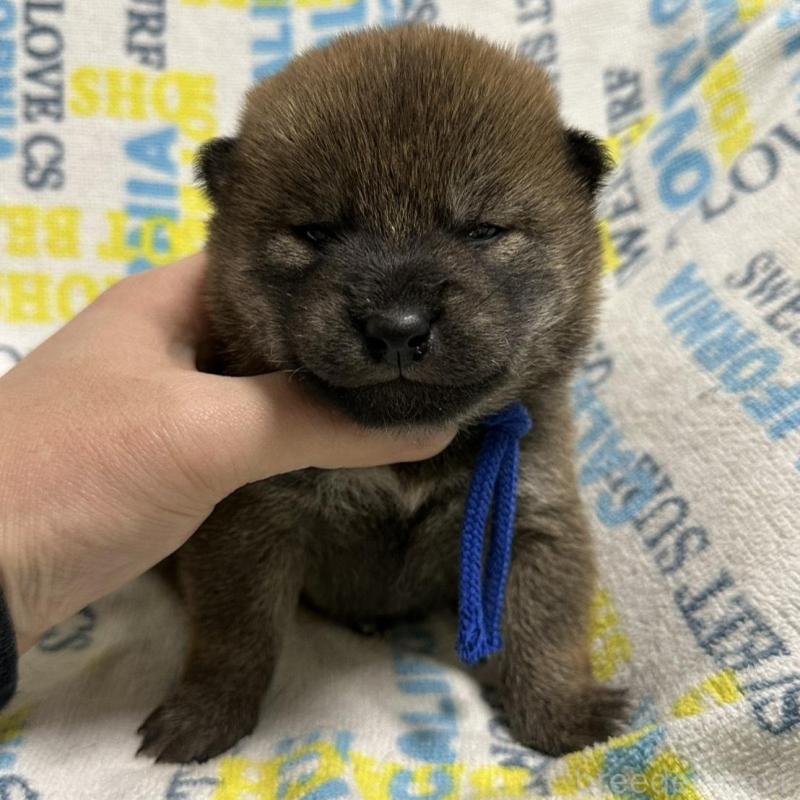 販売中の岡山県の柴犬-452897の2枚目