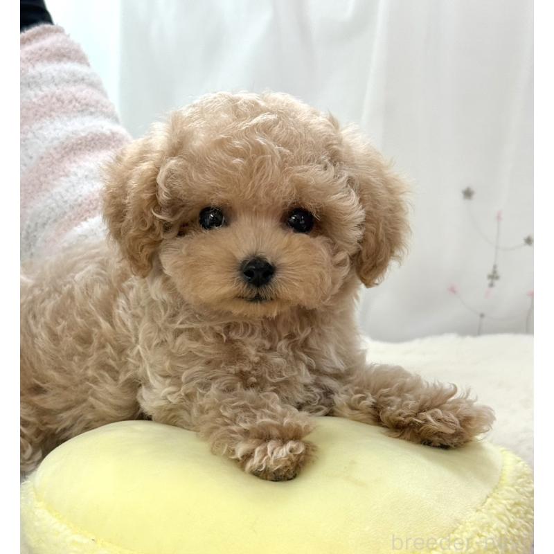 販売中の大阪府のティーカッププードル-452898