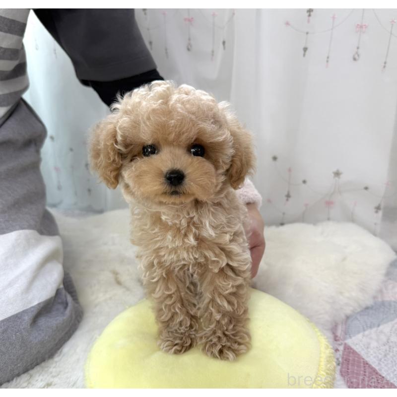 販売中の大阪府のティーカッププードル-452898の6枚目