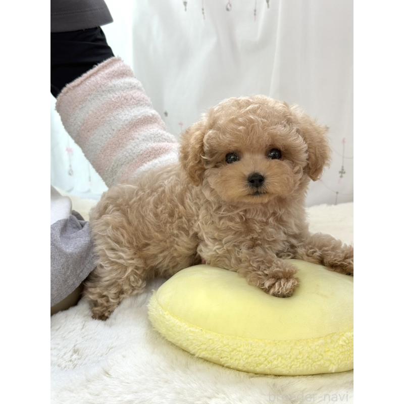 販売中の大阪府のティーカッププードル-452898の5枚目