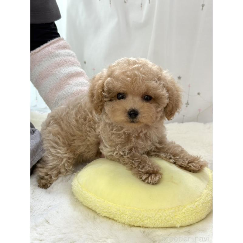 販売中の大阪府のティーカッププードル-452898の4枚目