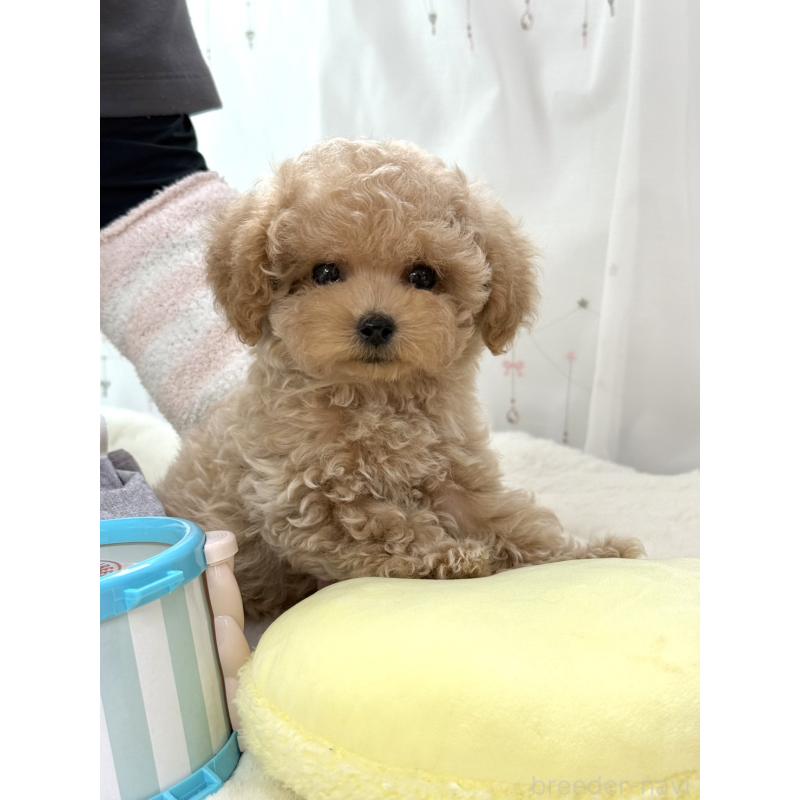 販売中の大阪府のティーカッププードル-452898の3枚目