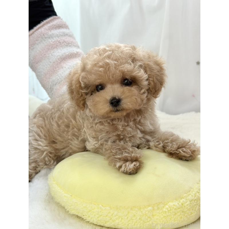 販売中の大阪府のティーカッププードル-452898の2枚目