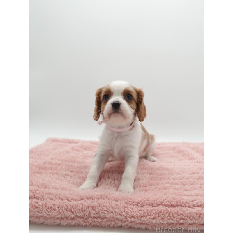 販売中の群馬県のキャバリアキングチャールズスパニエル-445566の5枚目