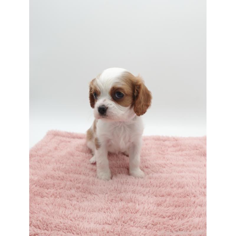 販売中の群馬県のキャバリアキングチャールズスパニエル-445566の4枚目