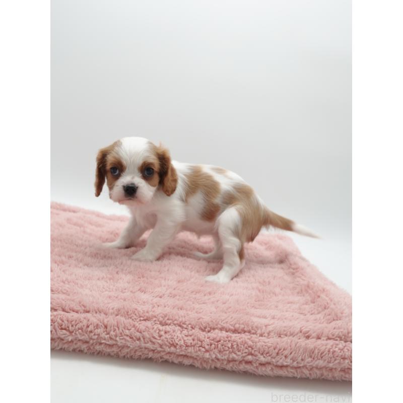 販売中の群馬県のキャバリアキングチャールズスパニエル-445566の2枚目