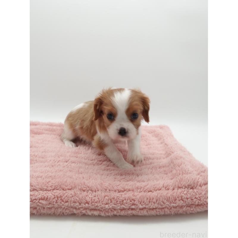 販売中の群馬県のキャバリアキングチャールズスパニエル-445567の4枚目