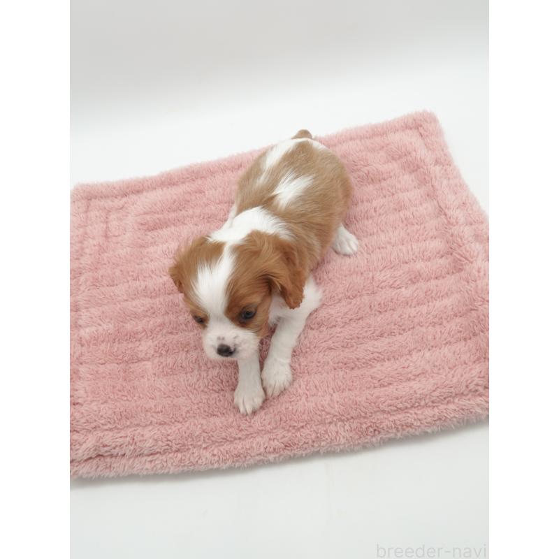 販売中の群馬県のキャバリアキングチャールズスパニエル-445567の3枚目