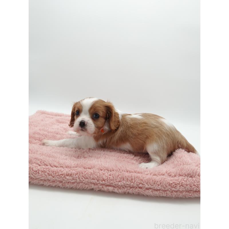 販売中の群馬県のキャバリアキングチャールズスパニエル-445567の2枚目