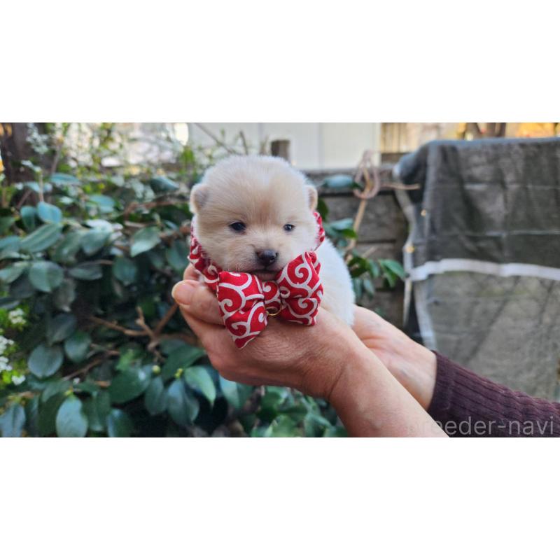 販売中の福岡県のミックス犬-452903の2枚目