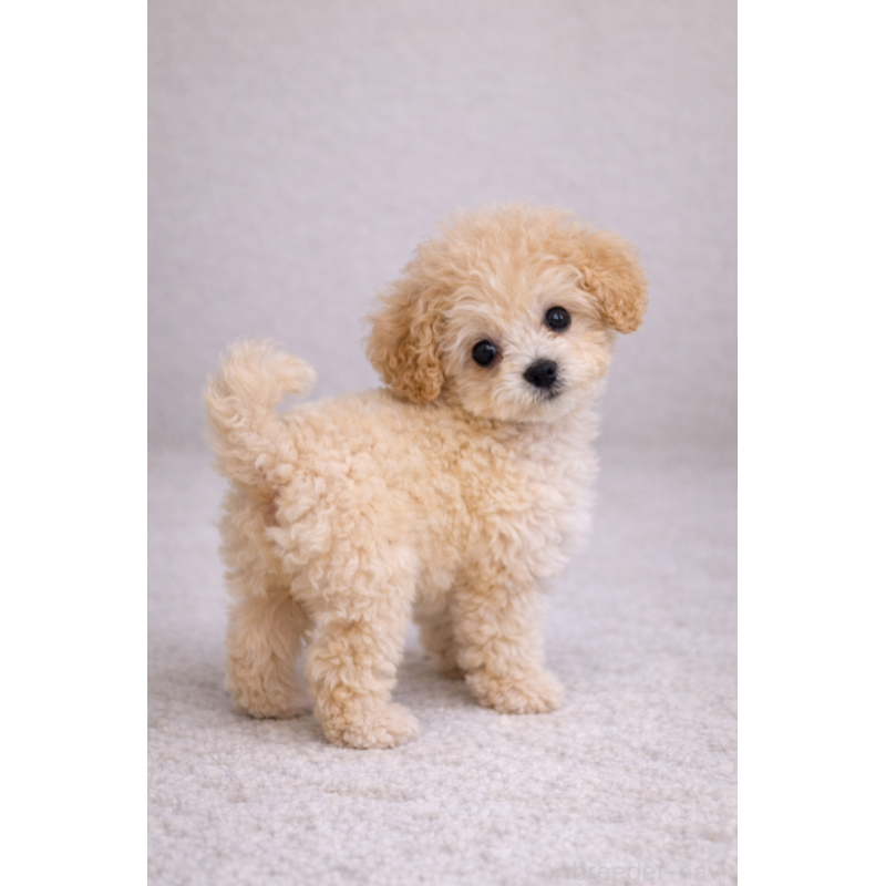 販売中の岩手県のタイニープードル-452907の5枚目