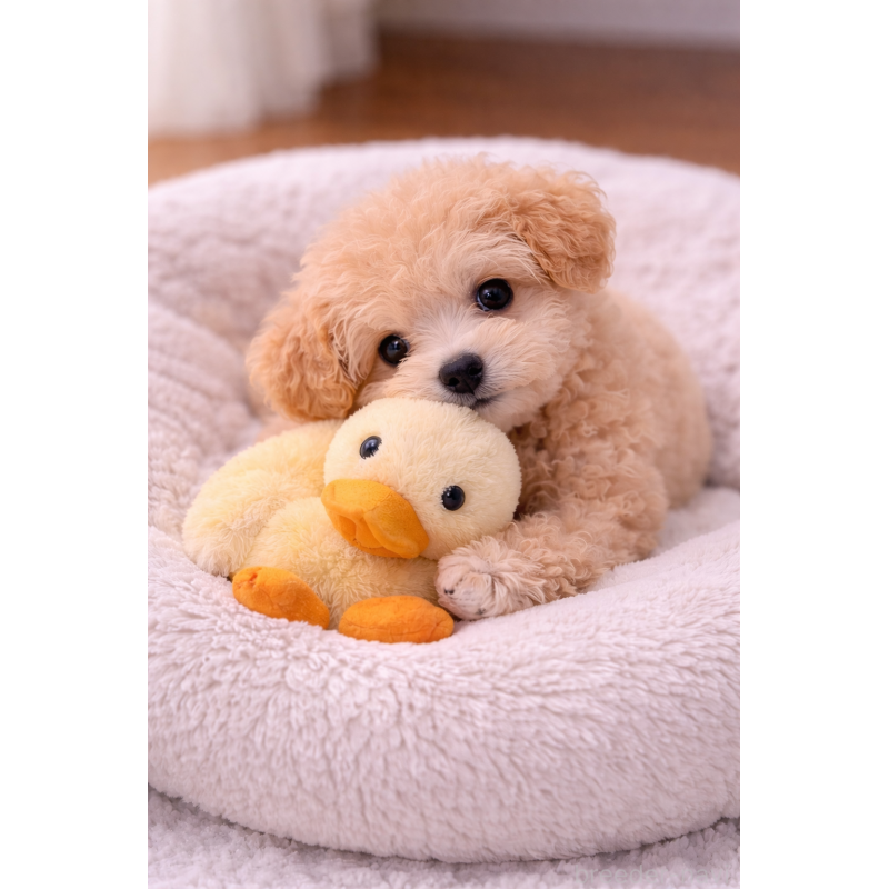 販売中の岩手県のタイニープードル-452907の3枚目