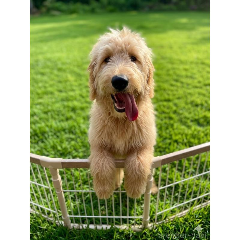 販売中の北海道のゴールデンドゥードル:ゴールデンレトリーバー×プードル-431852