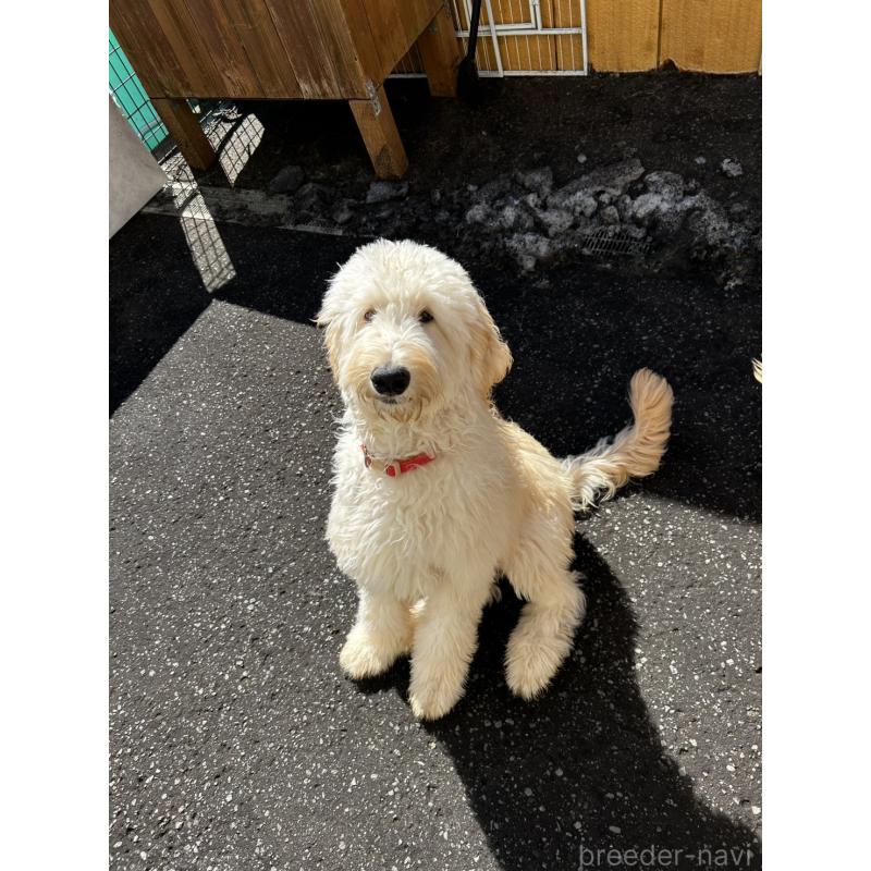 販売中の北海道のゴールデンドゥードル:ゴールデンレトリーバー×プードル-413981