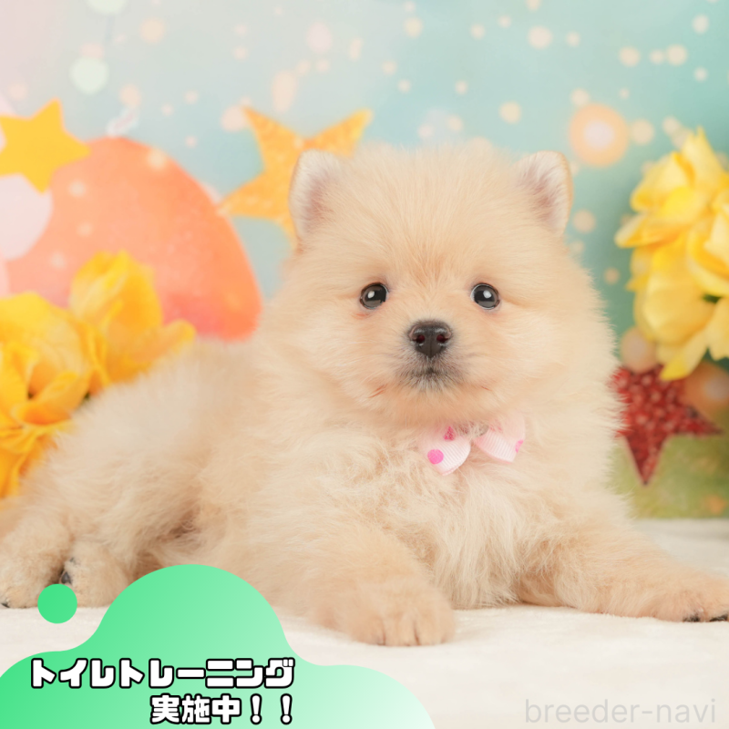 販売中の静岡県のポメラニアン-452908