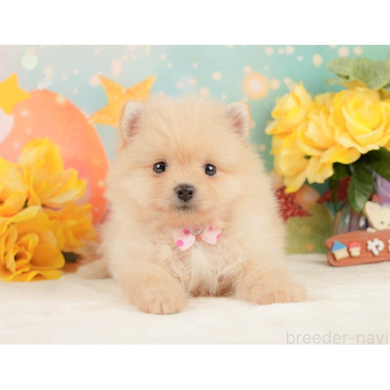 販売中の静岡県のポメラニアン-452908の9枚目