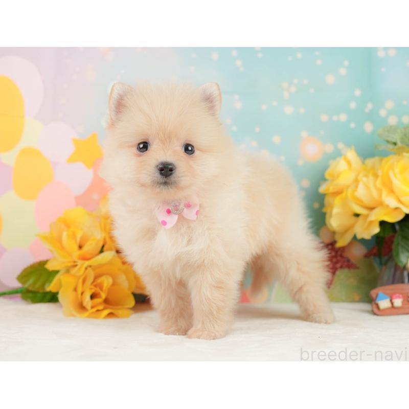 販売中の静岡県のポメラニアン-452908の8枚目