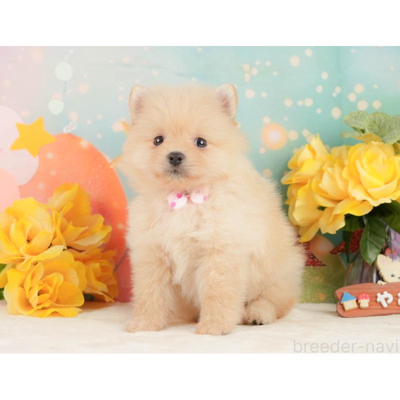 販売中の静岡県のポメラニアン-452908の7枚目