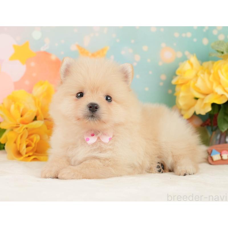 販売中の静岡県のポメラニアン-452908の6枚目