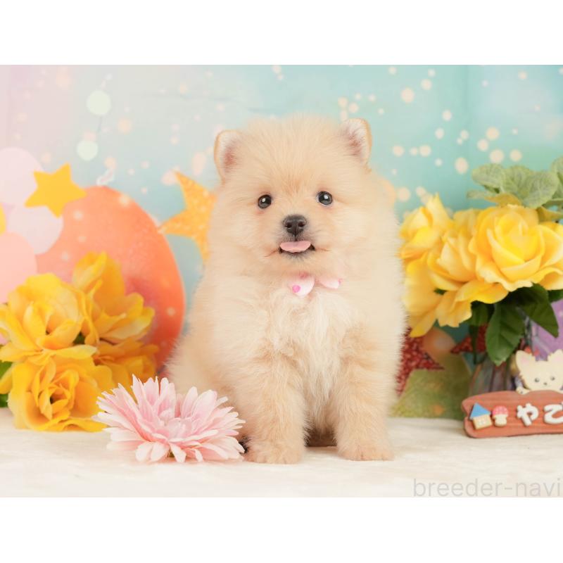 販売中の静岡県のポメラニアン-452908の5枚目