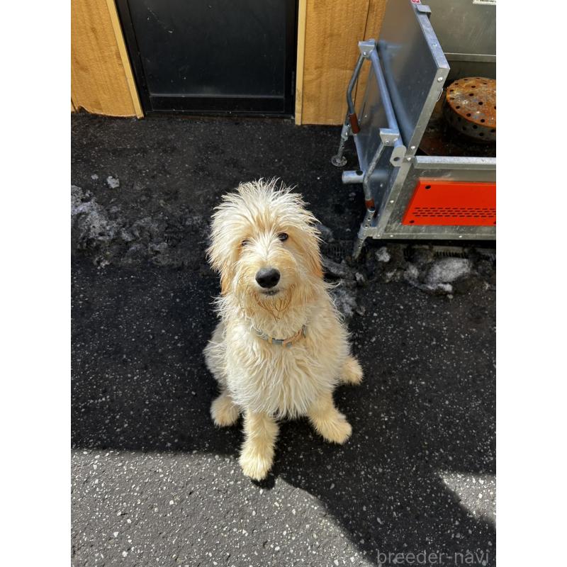 販売中の北海道のゴールデンドゥードル:ゴールデンレトリーバー×プードル-412457