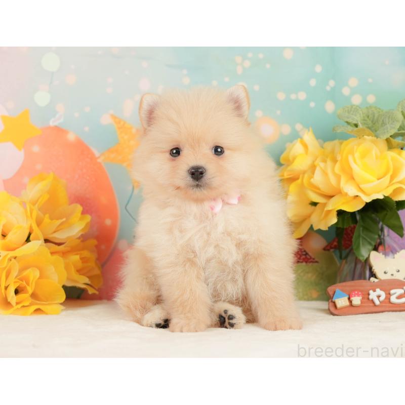 販売中の静岡県のポメラニアン-452908の4枚目