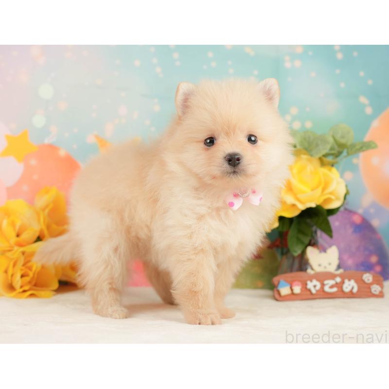 販売中の静岡県のポメラニアン-452908の3枚目