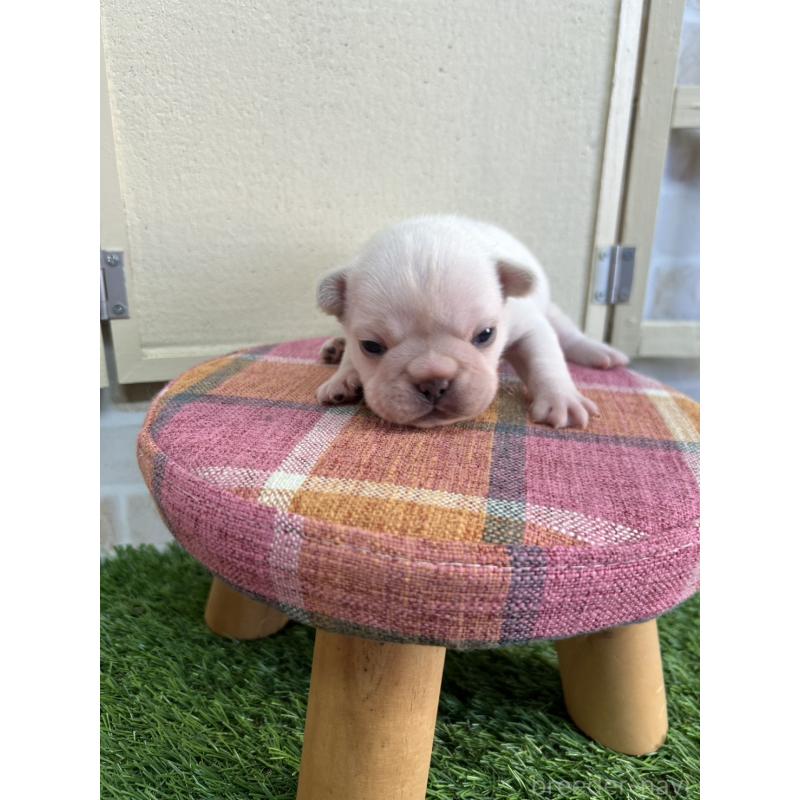 販売中の北海道のフレンチブルドッグ-452619