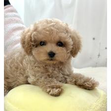 オンライン見学