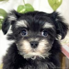 ♀︎チワマル:チワワ×マルチーズ