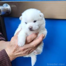 ♀︎ミックス犬