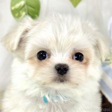 ♀︎チワマル:チワワ×マルチーズ