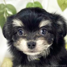 ♀︎チワマル:チワワ×マルチーズ