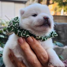 ♀︎ミックス犬