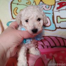 オンライン見学