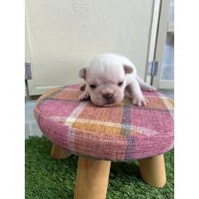 ♀︎フレンチブルドッグ