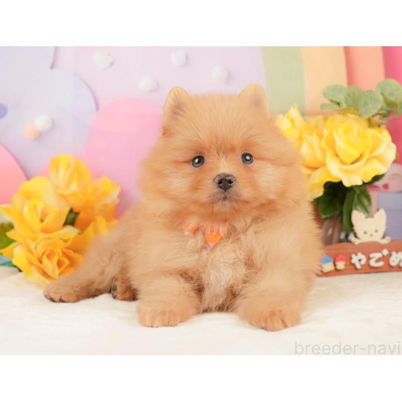 販売中の静岡県のポメラニアン-452909の9枚目