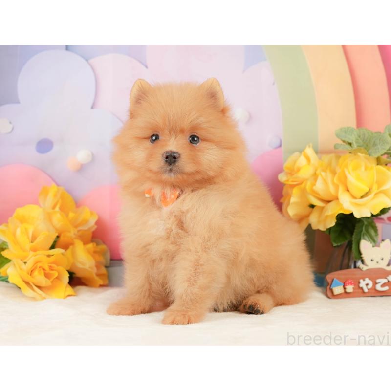 販売中の静岡県のポメラニアン-452909の8枚目