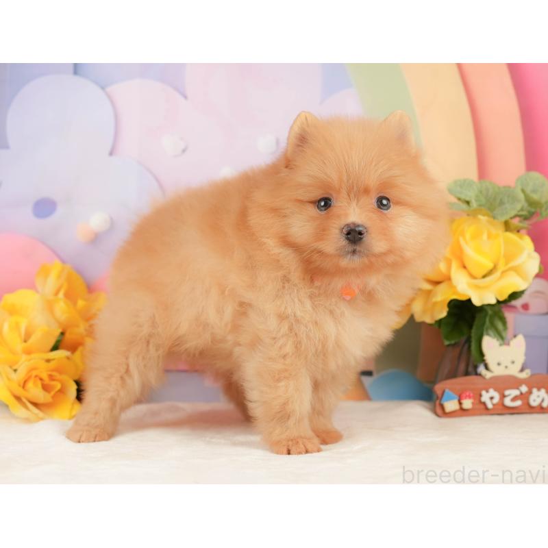 販売中の静岡県のポメラニアン-452909の7枚目