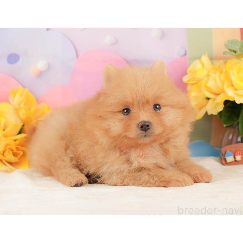 販売中の静岡県のポメラニアン-452909の6枚目