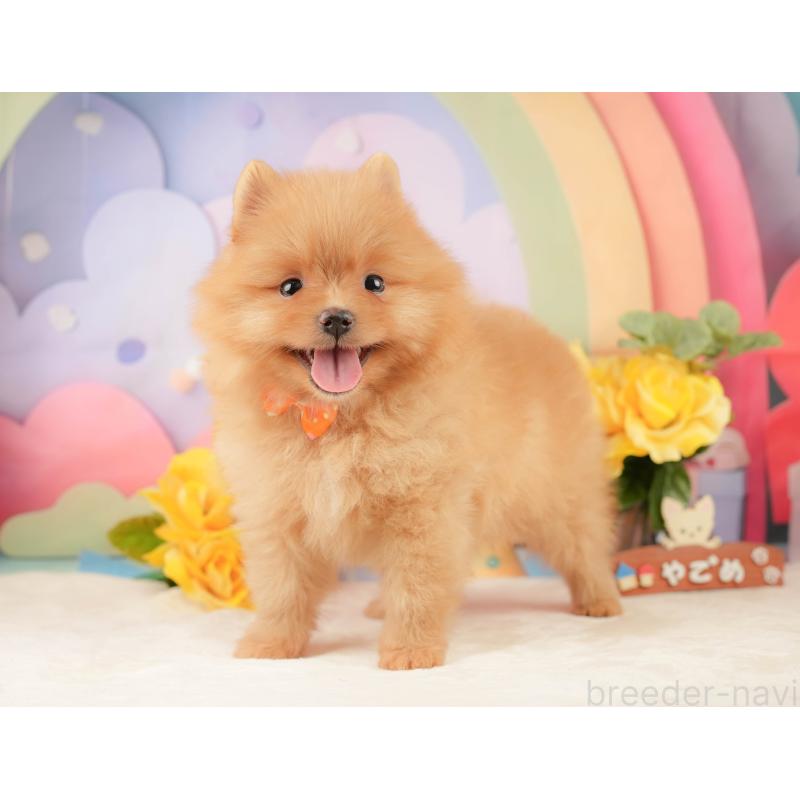 販売中の静岡県のポメラニアン-452909の5枚目