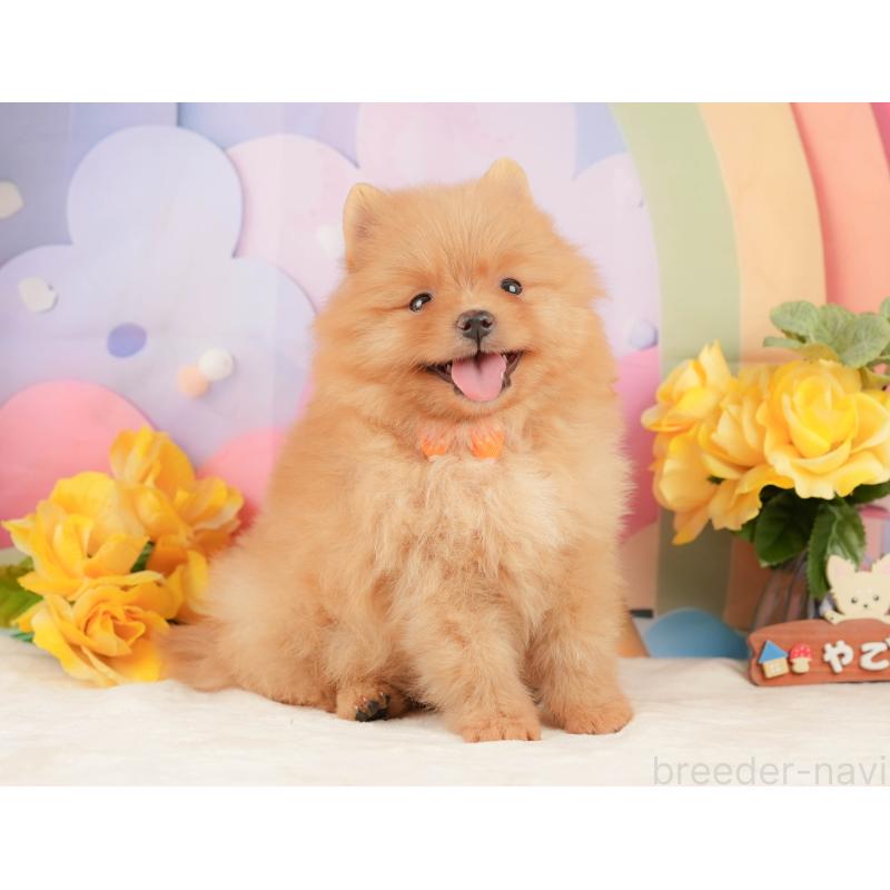 販売中の静岡県のポメラニアン-452909の4枚目