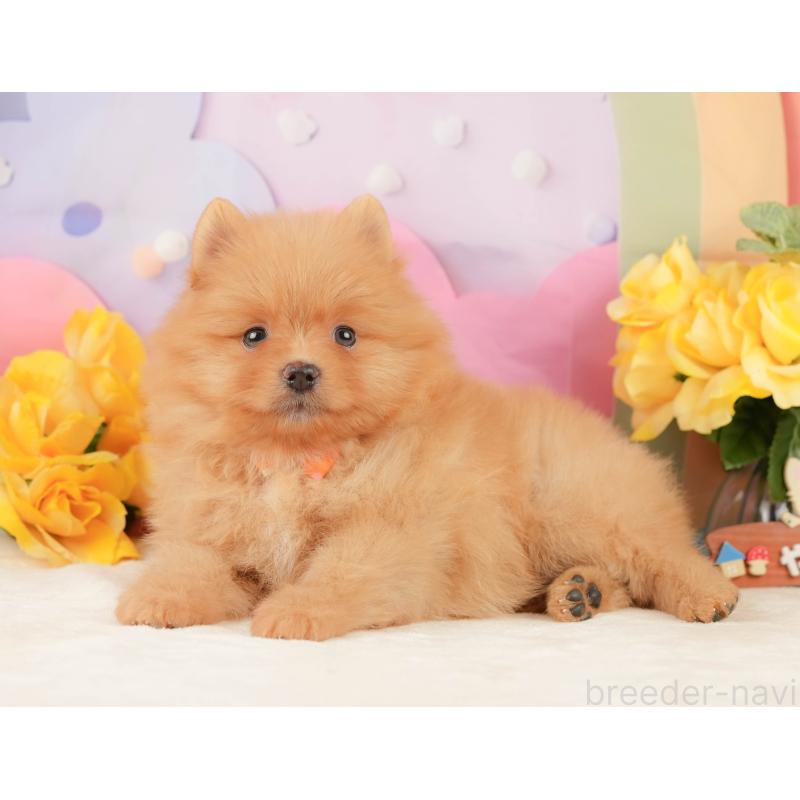 販売中の静岡県のポメラニアン-452909の3枚目