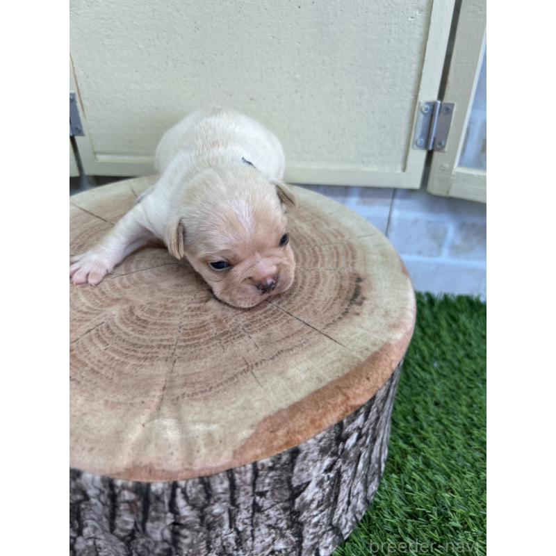 販売中の北海道のフレンチブルドッグ-452910の10枚目