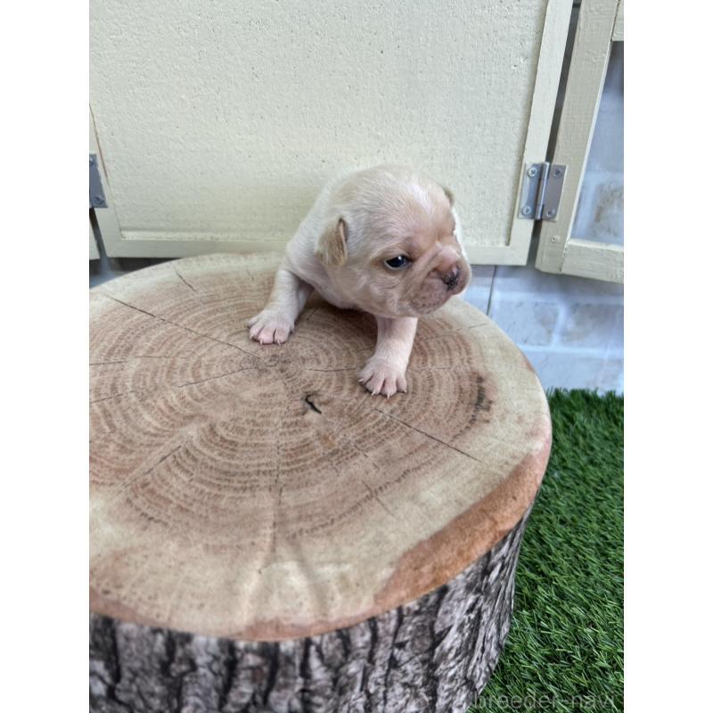 販売中の北海道のフレンチブルドッグ-452910の9枚目