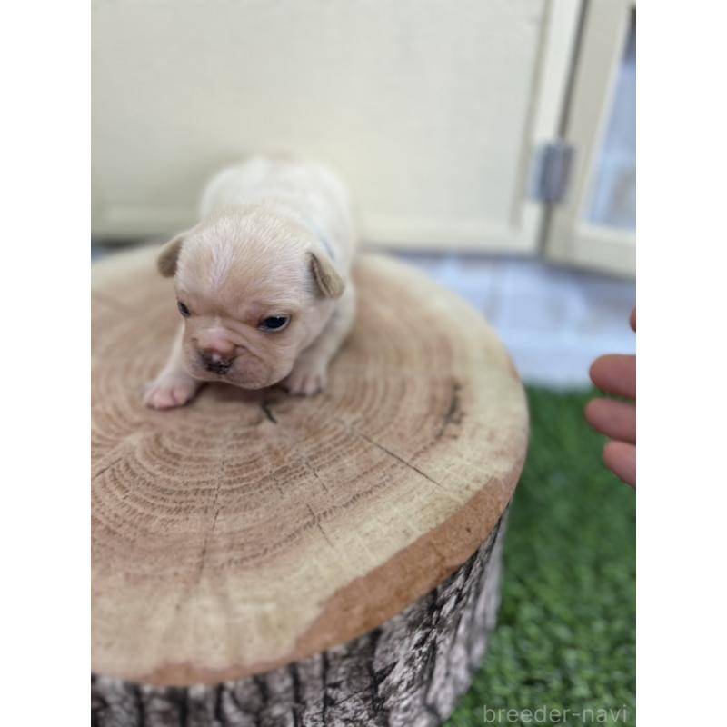 販売中の北海道のフレンチブルドッグ-452910の8枚目