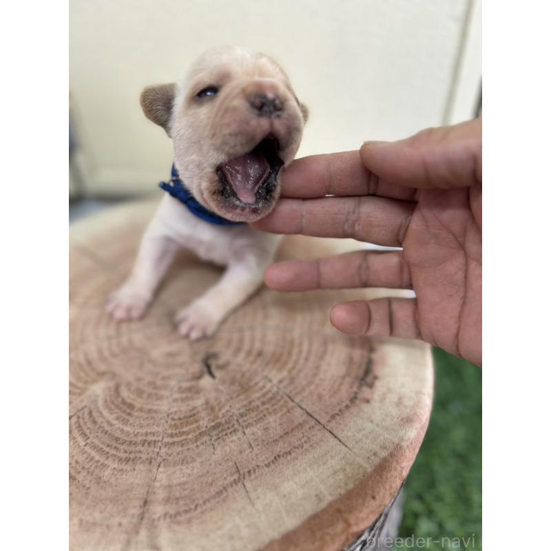 販売中の北海道のフレンチブルドッグ-452910の7枚目